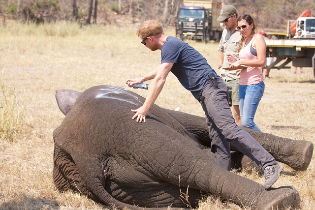 Prince Harry in Africa