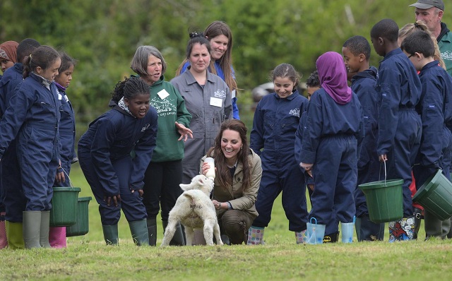 Kate feeds sheep at Farms for City Children s
